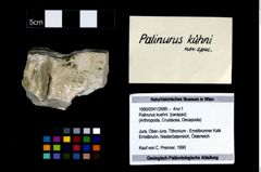 Foto (Objekt + Etikett) von Palinurus kuehni  (NHMW-GEO-1990-0041-2689)